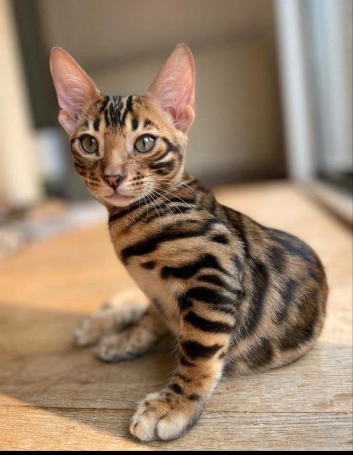 Bengaalse kat, Dieren en Toebehoren, Katten en Kittens | Raskatten | Korthaar, Kater, 3 tot 5 jaar