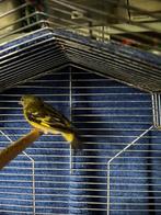 Zwartkopsijs pop, Dieren en Toebehoren, Vogels | Overige Vogels, Vrouwelijk, Tropenvogel