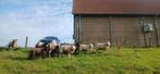 Bonte ooilammeren en swifter x texelaar., Dieren en Toebehoren, Schapen, Geiten en Varkens, Vrouwelijk, Schaap