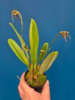 Orchidee Bulbophyllum rothschildiana p9, Ophalen of Verzenden, Halfschaduw, Minder dan 100 cm