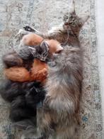 Maine coon poesje met stamboom, Poes, Gechipt