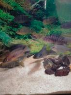 Malawi cichlide tekoop 5 euro/stuk, Dieren en Toebehoren, Vissen | Aquaria en Toebehoren, Ophalen, Nieuw, Overige typen