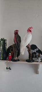 Te koop geprepareerd rose kaketoe lutino, Dieren en Toebehoren, Mannelijk, Tropenvogel, Geringd