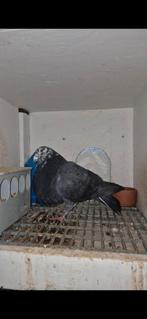 3 valenciano, Vrouwelijk, Kropper