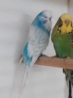 Diverse standaard grasparkieten, Dieren en Toebehoren, Meerdere dieren, Parkiet