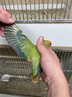 Jonge Agapornis roseicollie dd groen opaline man, Dieren en Toebehoren, Vogels | Parkieten en Papegaaien, Mannelijk, Dwergpapegaai of Agapornis
