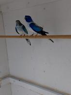 Splendidkoppel, Dieren en Toebehoren, Vogels | Parkieten en Papegaaien, Meerdere dieren, Parkiet