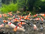 Crystal red garnalen, Dieren en Toebehoren, Vissen | Aquariumvissen, Kreeft, Krab of Garnaal