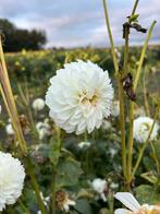 Dahlia knollen, Tuin en Terras, Bloembollen en Zaden, Ophalen of Verzenden, Volle zon, Knol