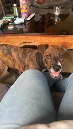 Pitbull, Dieren en Toebehoren, 15 weken tot 1 jaar, Overige rassen, Meerdere dieren, Eén hond