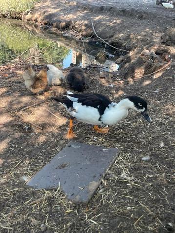 Kruising, Muskuseend en pekingeend. beschikbaar voor biedingen