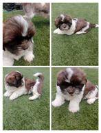 Raszuivere Shih tzu pups. nog 1 🐕🩷teefje ..mag gelijke mee, Dieren en Toebehoren, Honden | Chihuahua's en Gezelschapshonden