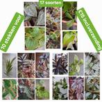 Stekjesbox 10 stekken v.€15 Incl.Verzending 17 Soorten Mix🌿, Huis en Inrichting, Kamerplanten, Ophalen of Verzenden, Overige soorten