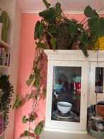 Hangplant groene kamerplant, Ophalen, Overige soorten, Halfschaduw, In pot