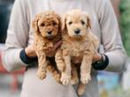 2 Mini Labradoodle pups (reu) zijn klaar om te verhuizen!, Dieren en Toebehoren, Honden | Chihuahua's en Gezelschapshonden, Overige rassen