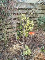 Magnolia 'Genie', Tuin en Terras, Planten | Bomen, Volle zon, Lente, 100 tot 250 cm, Overige soorten