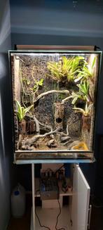 Terrarium+kikkers, Dieren en Toebehoren, Reptielen en Amfibieën | Toebehoren, Ophalen, Zo goed als nieuw, Terrarium of Paludarium