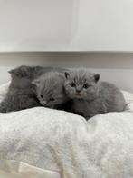 Britse Korthaar, Meerdere dieren, Ontwormd, 0 tot 2 jaar