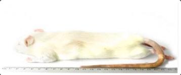 30 grote diepvries ratten beschikbaar voor biedingen