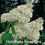 Hydrangea pan. Grandiflora, Ophalen of Verzenden