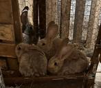 Jonge mooie gezonde Vlaamse reuzen, Dieren en Toebehoren, Konijnen, Geslacht onbekend, Groot, 0 tot 2 jaar