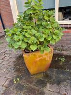 Diverse buitenplanten inclusief plantenbakken, Tuin en Terras, Bloembakken en Plantenbakken, Ophalen, Kunststof, Minder dan 60 cm
