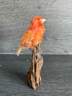 Opgezette Oranje Kanarie op Mopanihout, Verzamelen, Dierenverzamelingen, Ophalen of Verzenden, Nieuw, Vogel, Opgezet dier