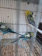 Vele kromsnavels, Dieren en Toebehoren, Vogels | Parkieten en Papegaaien, Meerdere dieren, Parkiet