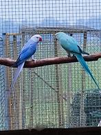 halsbanden te koop, Dieren en Toebehoren, Meerdere dieren, Parkiet, Geringd