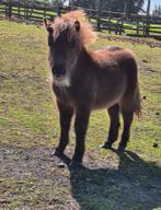 Shetlander hengst veulen, Dieren en Toebehoren, Paarden, Minder dan 160 cm, Niet van toepassing, 0 tot 2 jaar, Hengst