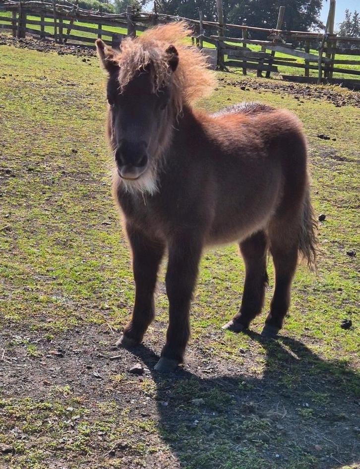Shetlander hengst veulen, Dieren en Toebehoren, Paarden, Hengst, Niet van toepassing, Minder dan 160 cm, 0 tot 2 jaar, Recreatiepaard
