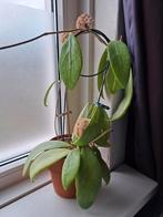 Hoya acuta var Hendersonii stekjes, Ophalen, Overige soorten, Minder dan 100 cm