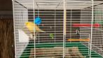 Kanaries, Dieren en Toebehoren, Vogels | Kanaries, Mannelijk, Kleurkanarie