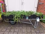 Mooie Vinca (maagdenpalm) in pot, twee soorten!, Ophalen, Zomer, Overige soorten, Volle zon