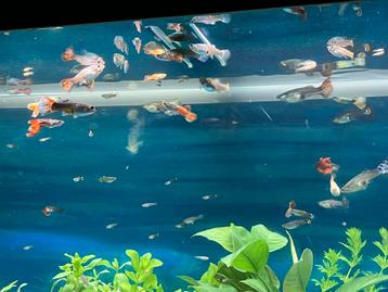 Guppy’s beschikbaar voor biedingen