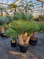 Yucca rostrata Multitrunc / Meerstammig., Halfschaduw, Zomer, Vaste plant, Ophalen of Verzenden