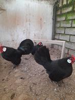 Java krielen te koop, Dieren en Toebehoren, Meerdere dieren, Kip