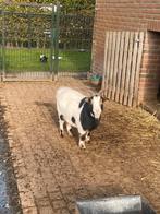 Dwerggeit Bobbi, Vrouwelijk, Geit