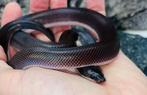Loxocemus bicolor- mexican burrowing python, Slang, 0 tot 2 jaar