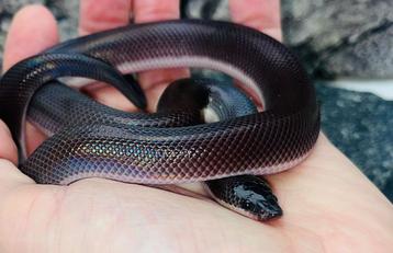 Loxocemus bicolor- mexican burrowing python beschikbaar voor biedingen
