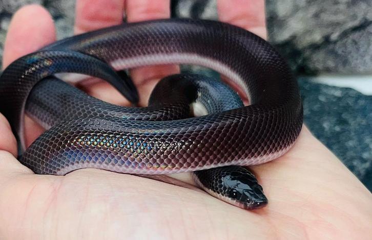 Loxocemus bicolor- mexican burrowing python, Dieren en Toebehoren, Reptielen en Amfibieën, Slang, 0 tot 2 jaar