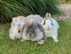 Konijnen (3x) gratis af te halen, Dieren en Toebehoren, Meerdere dieren, Klein, Hangoor, 3 tot 5 jaar