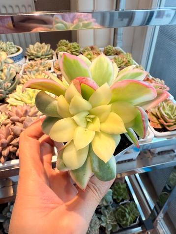 Echeveria Luella Variegated/pot 7cm/vetplant/succulent beschikbaar voor biedingen