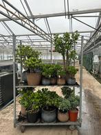 Vetplanten crassula voor huis terras kantoor groot en  klein, Volle zon, Vaste plant, Zomer, Ophalen