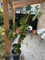 Monstera deliciosa, Tuin en Terras, Ophalen of Verzenden, Overige soorten, Minder dan 100 cm