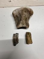 Mooie set vermoedelijke fossielen., Verzamelen, Mineralen en Fossielen, Verzenden