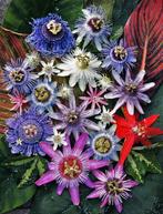 10 verschillende soorten passiebloem zaadjes, Ophalen of Verzenden, Voorjaar, Volle zon, Zaad