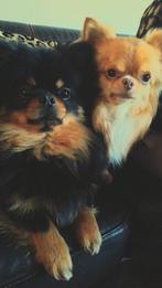 Twee lieve hondjes zoeken samen een nieuw thuis, Dieren en Toebehoren, Meerdere, Meerdere dieren, Chihuahua, 3 tot 5 jaar