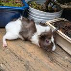 Dit lieve cavia zeugje Lyla zoekt een gouden huisje., Cavia, Juli, Vrouwelijk, Tam
