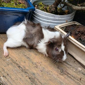 Dit lieve cavia zeugje Lyla zoekt een gouden huisje. beschikbaar voor biedingen